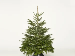 Large Christmas Tree - Blue Tag (175-200cm)