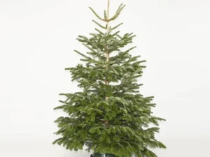 Christmas Trees