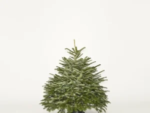 Medium Christmas Tree - Yellow Tag (150-175cm)